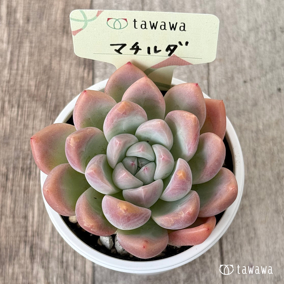 マチルダ（エアーマジック農園）【tawawaハウス苗】