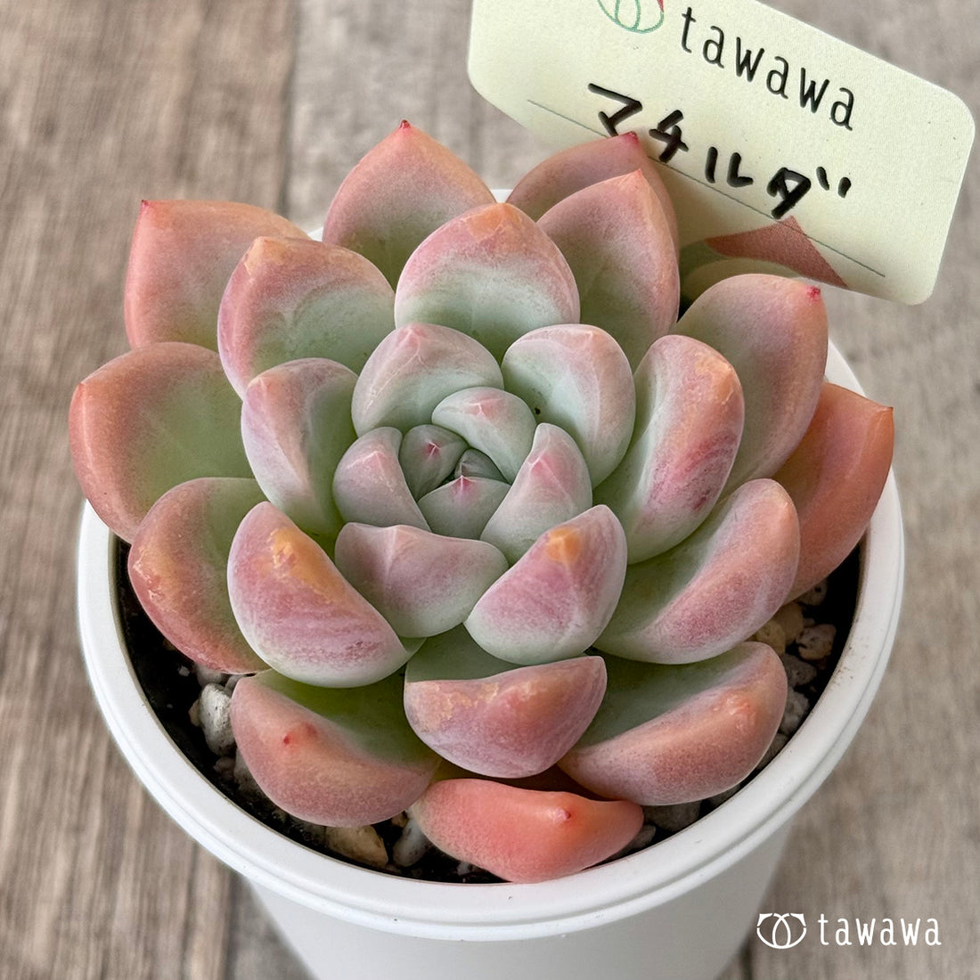 ＊新発売＊　マチルダ（エアーマジック農園）【tawawaハウス苗】