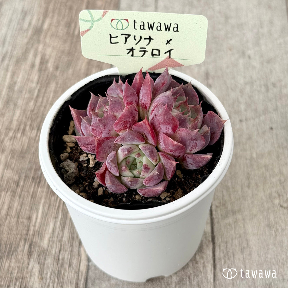 ヒアリナ×オテロイ（花村農園）【tawawaハウス苗】