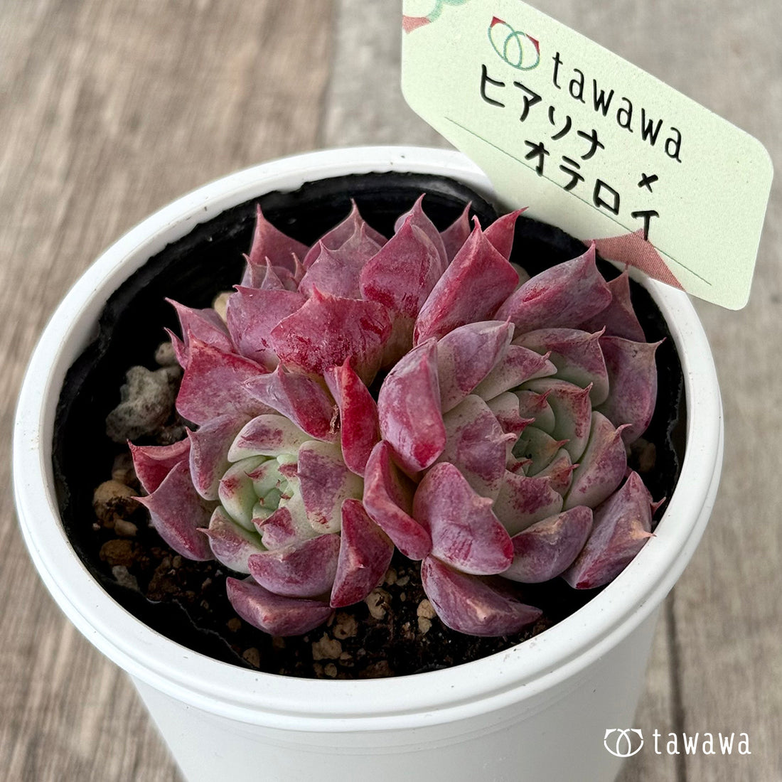 ＊新発売＊　ヒアリナ×オテロイ（花村農園）【tawawaハウス苗】