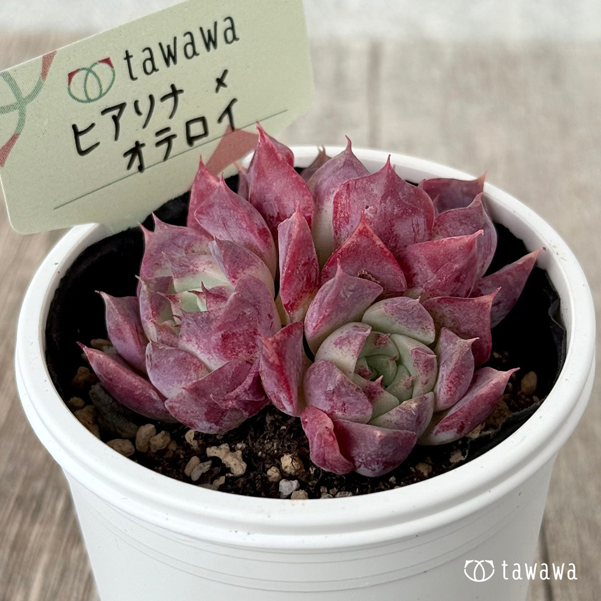 ヒアリナ×オテロイ（花村農園）【tawawaハウス苗】
