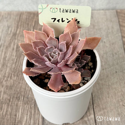 ＊新発売＊　フィレンツェ【tawawaハウス苗】