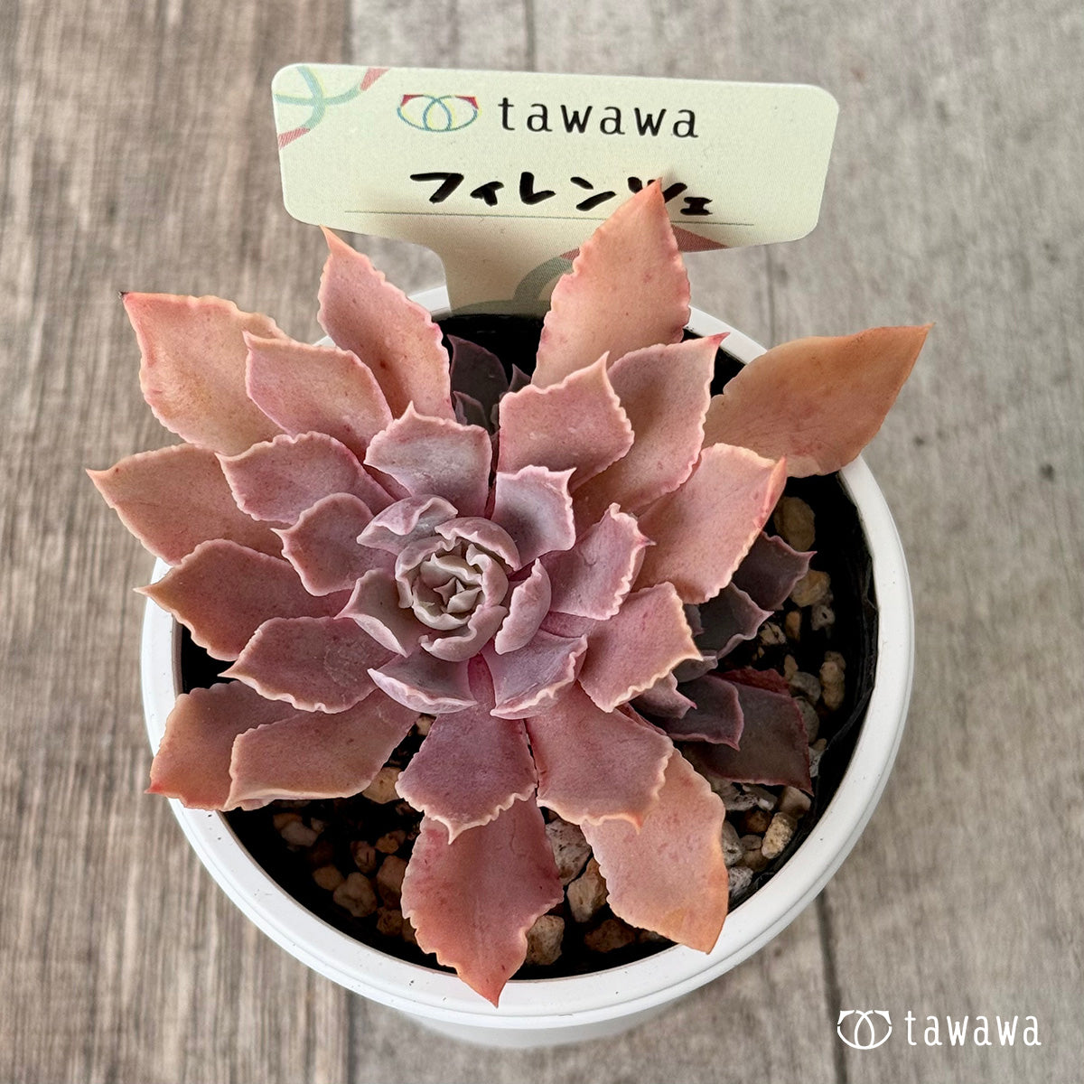 Firenze [tawawa house seedling]