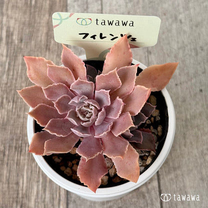 ＊新発売＊　フィレンツェ【tawawaハウス苗】