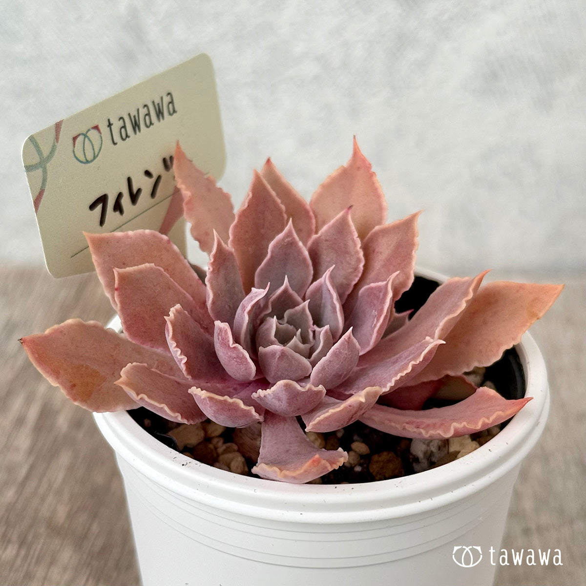 Firenze [tawawa house seedling]