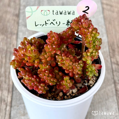 ＊新発売＊　レッドベリー綴化　【tawawaハウス苗】②