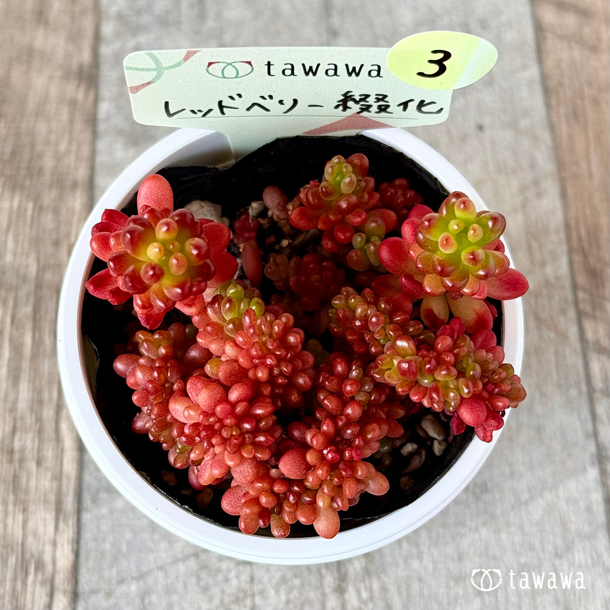レッドベリー綴化　【tawawaハウス苗】③
