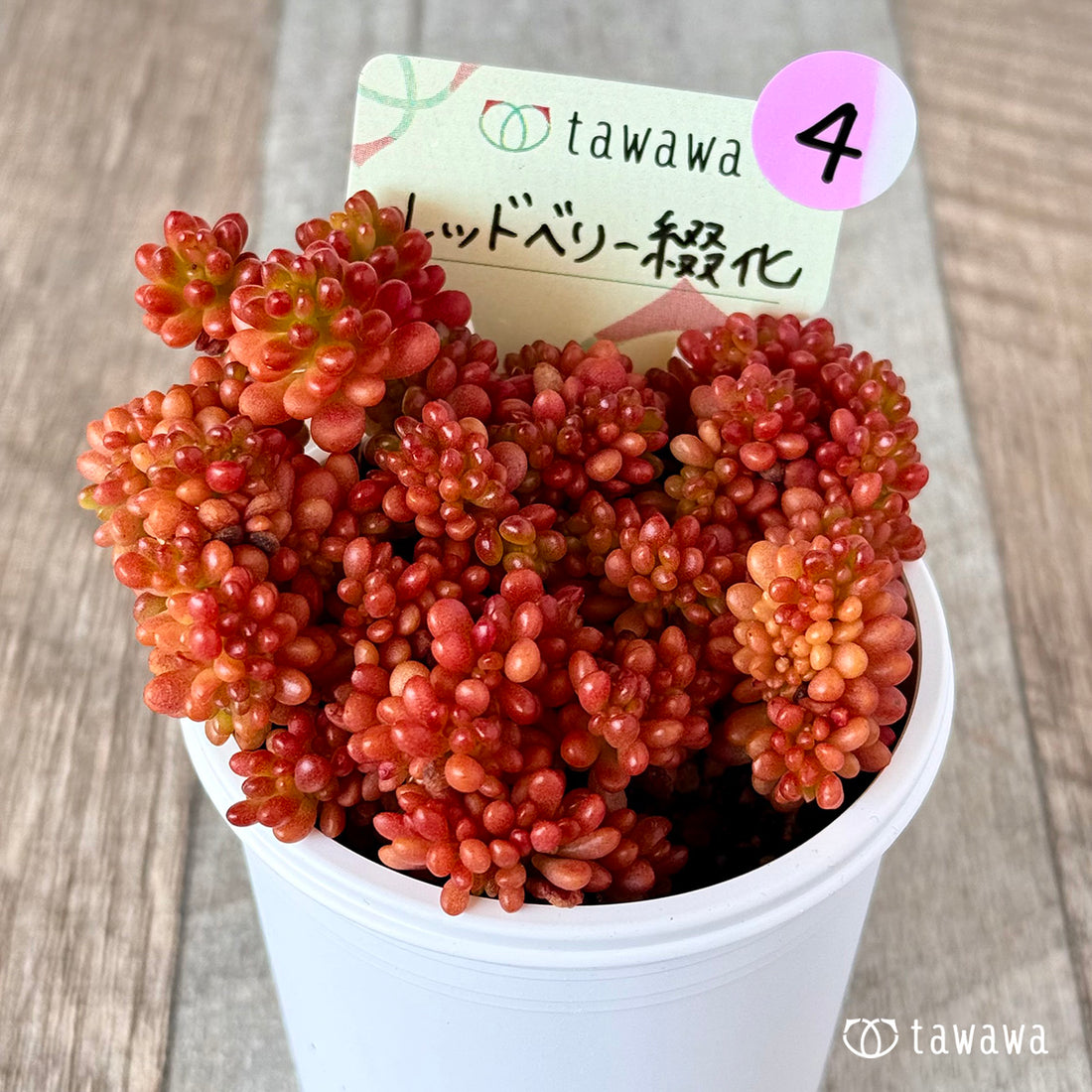 レッドベリー綴化 【tawawaハウス苗】④