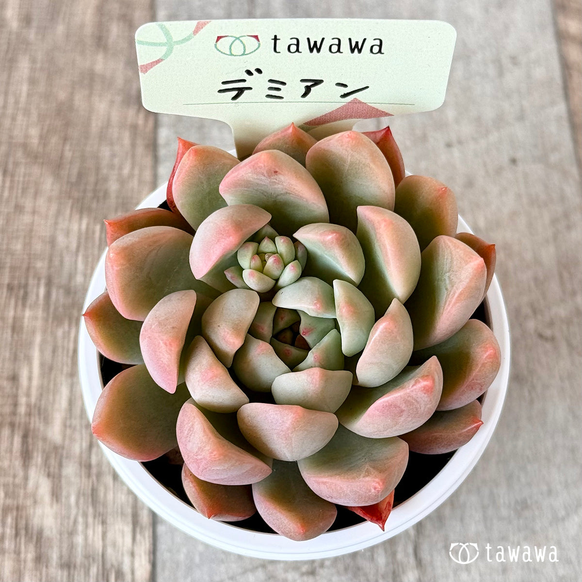 ＊新発売＊　デミアン　【tawawaハウス苗】