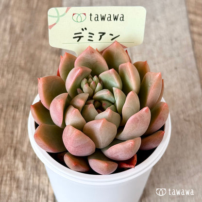 ＊新発売＊　デミアン　【tawawaハウス苗】