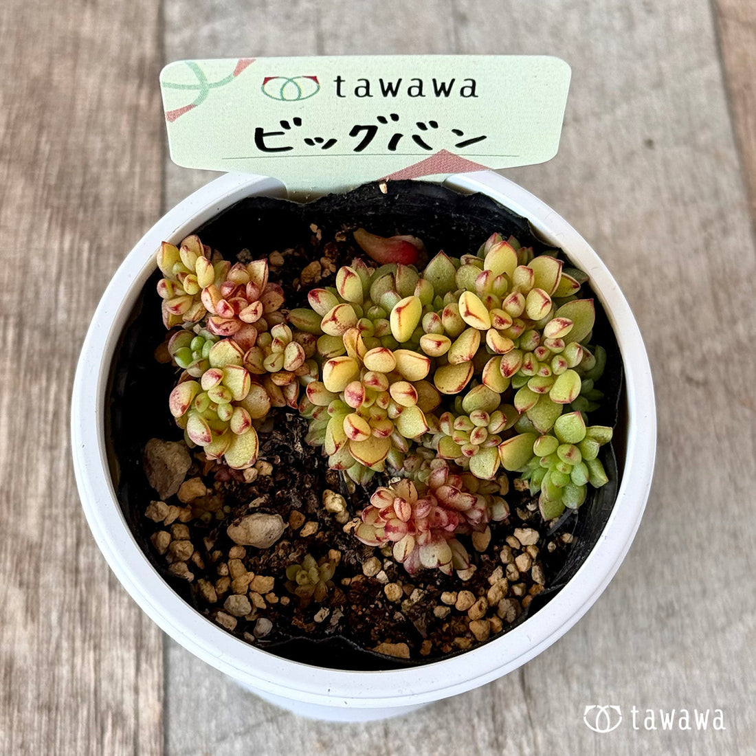ビッグバン　【tawawaハウス苗】