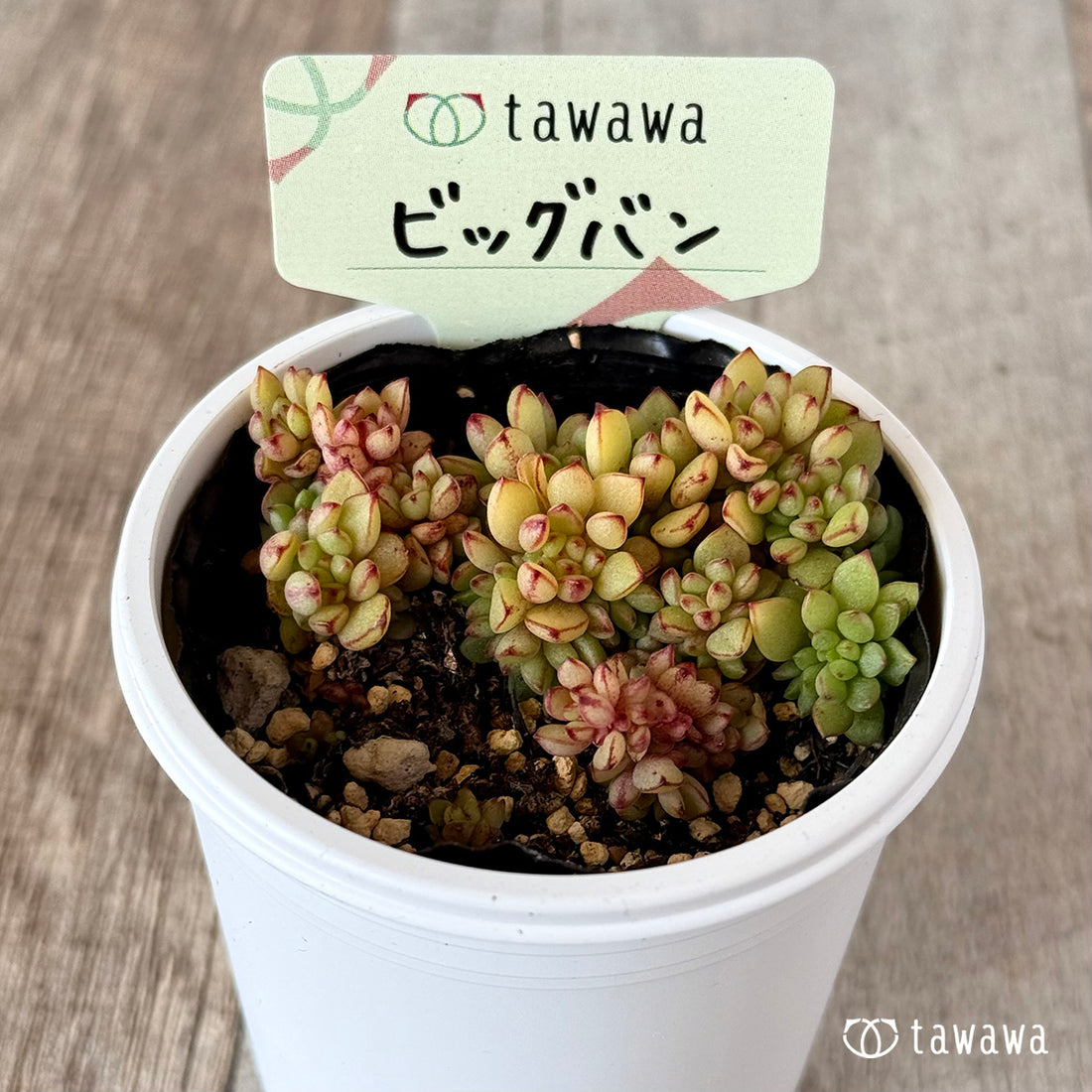 ビッグバン　【tawawaハウス苗】
