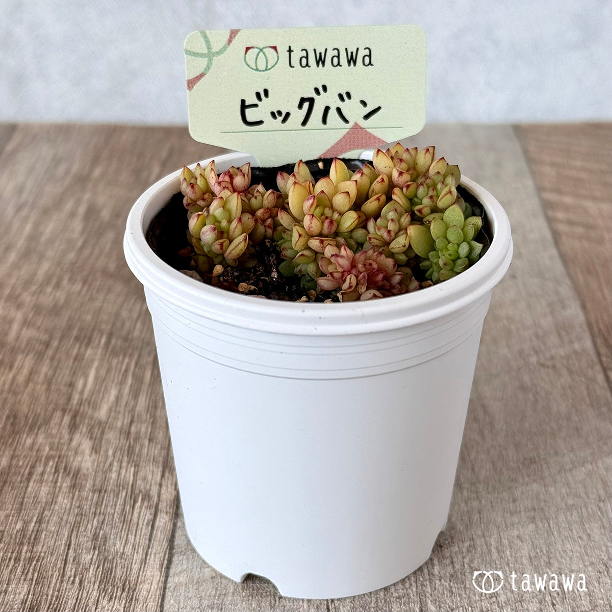 ビッグバン　【tawawaハウス苗】