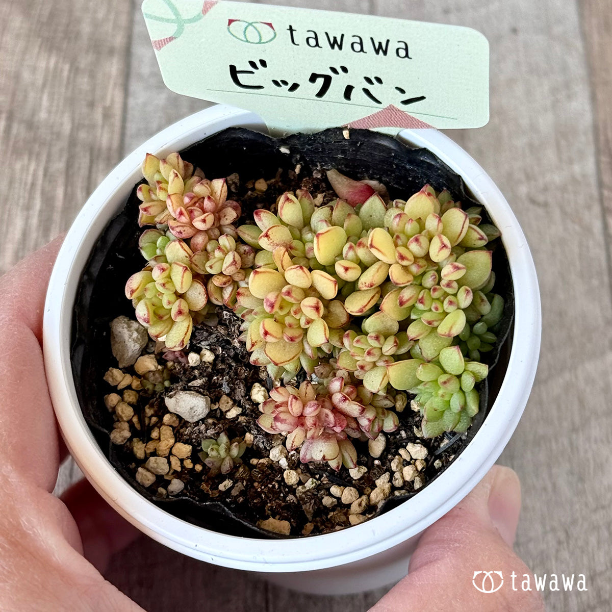 ビッグバン　【tawawaハウス苗】
