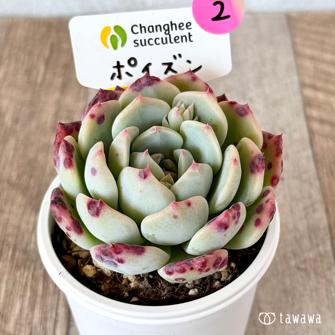 ポイズン 【tawawaハウス苗】②