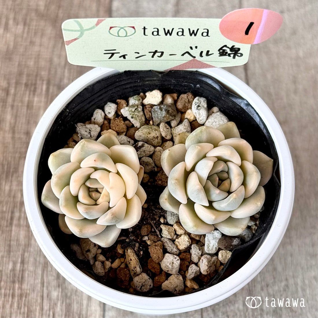 ティンカーベル錦　【tawawaハウス苗】①
