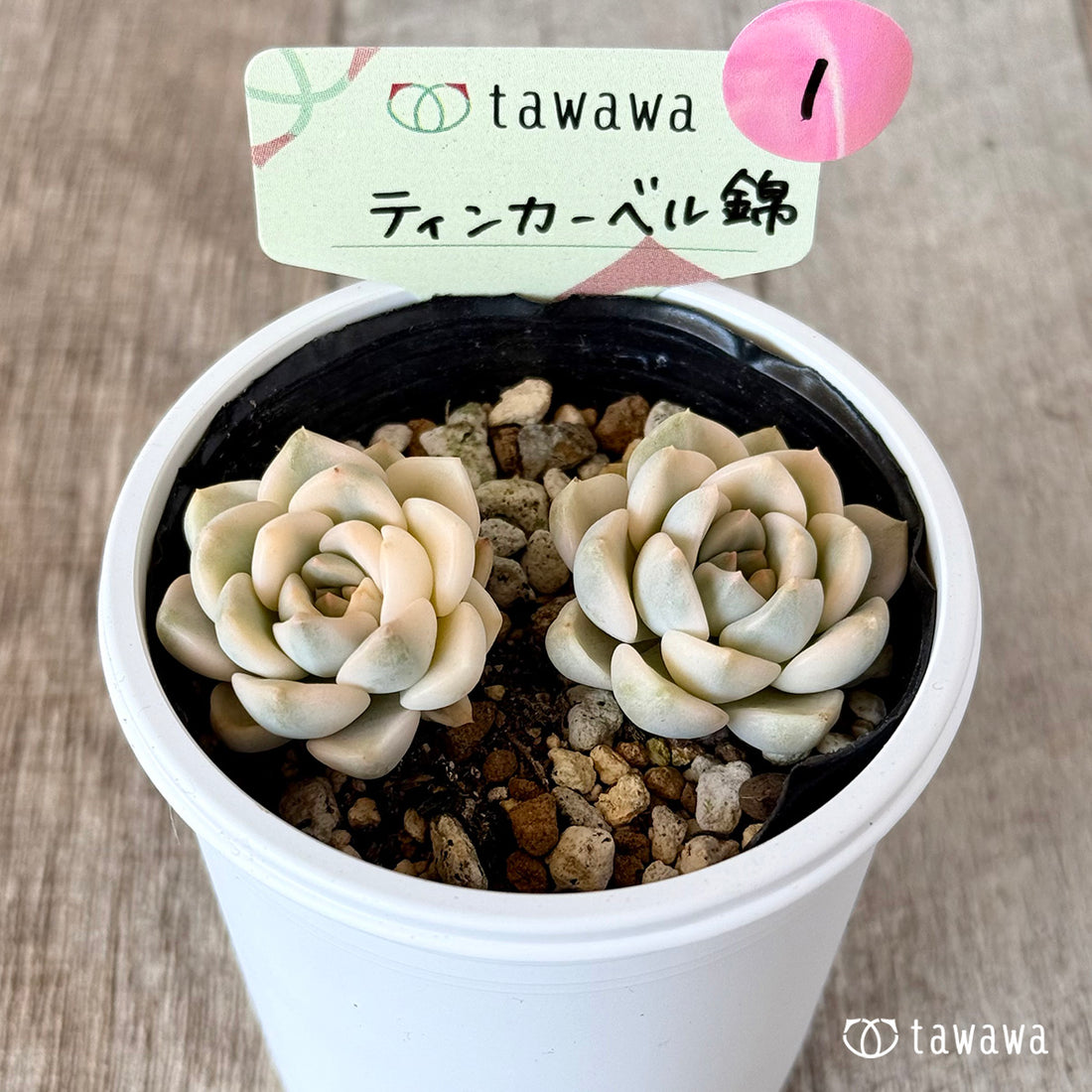 ティンカーベル錦　【tawawaハウス苗】①
