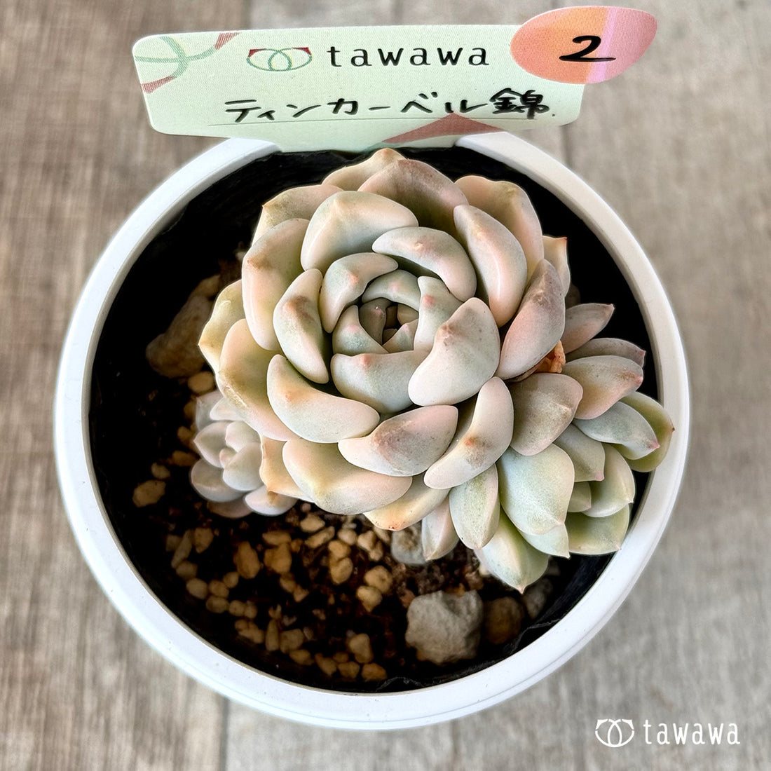 ＊新発売＊　ティンカーベル錦　【tawawaハウス苗】②