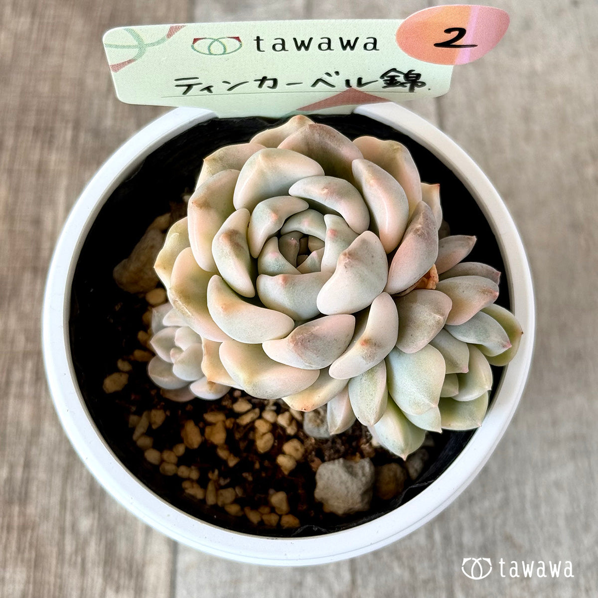 ティンカーベル錦　【tawawaハウス苗】②