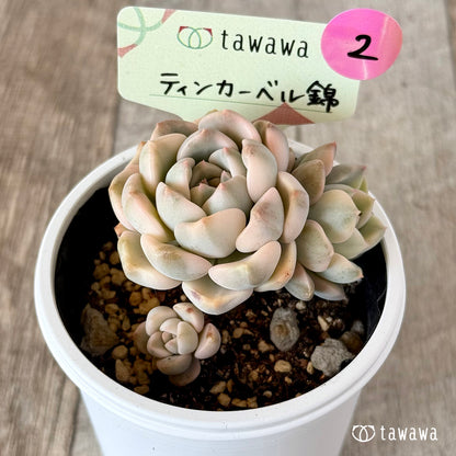 ＊新発売＊　ティンカーベル錦　【tawawaハウス苗】②