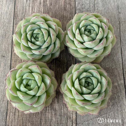 퀸즈 로즈