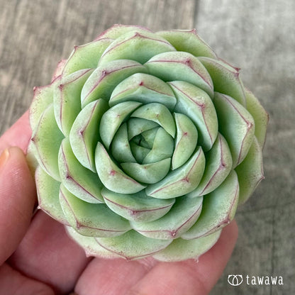 퀸즈 로즈