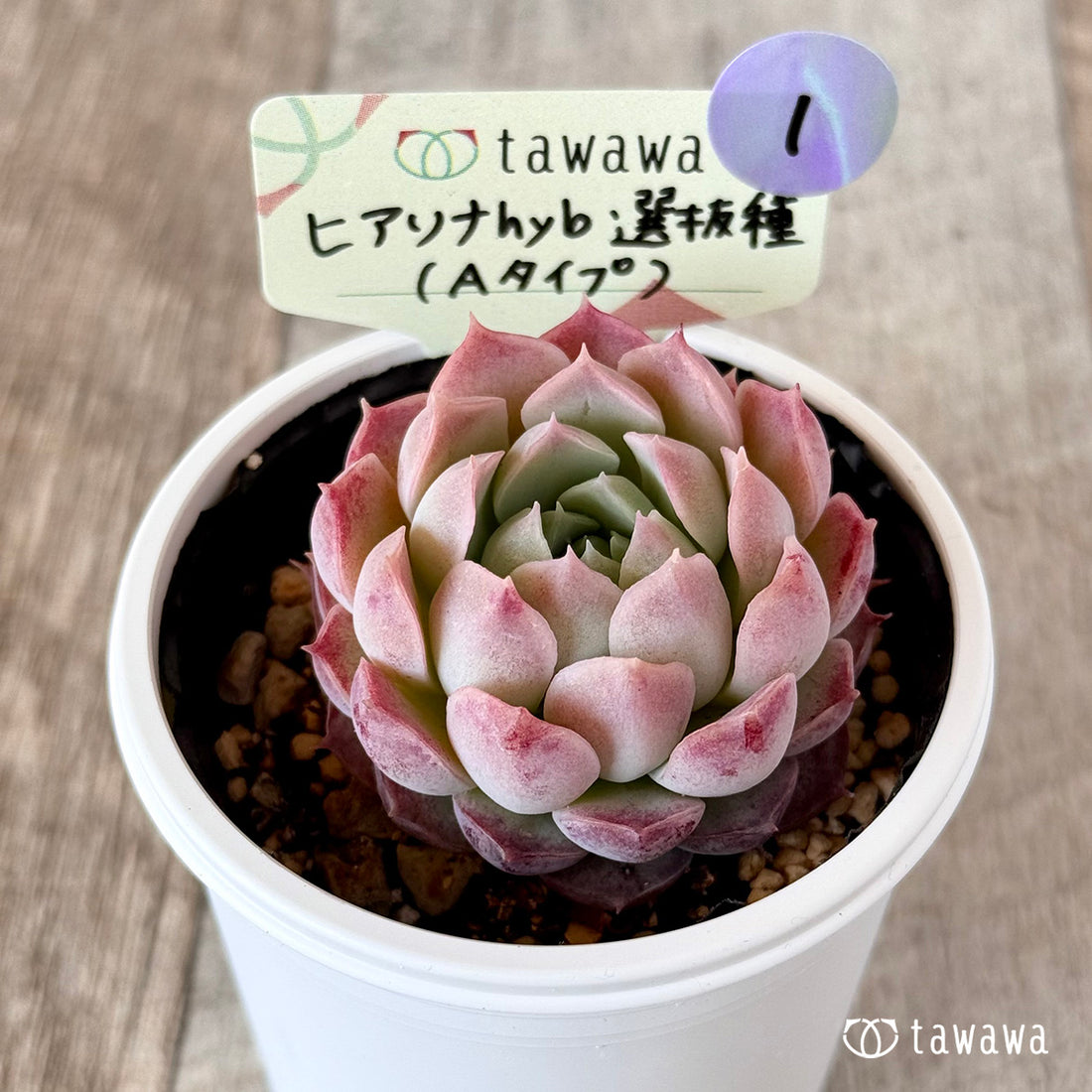 ヒアリナhyb選抜種(Aタイプ) 【tawawaハウス苗】①