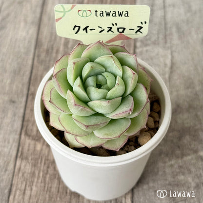퀸즈 로즈