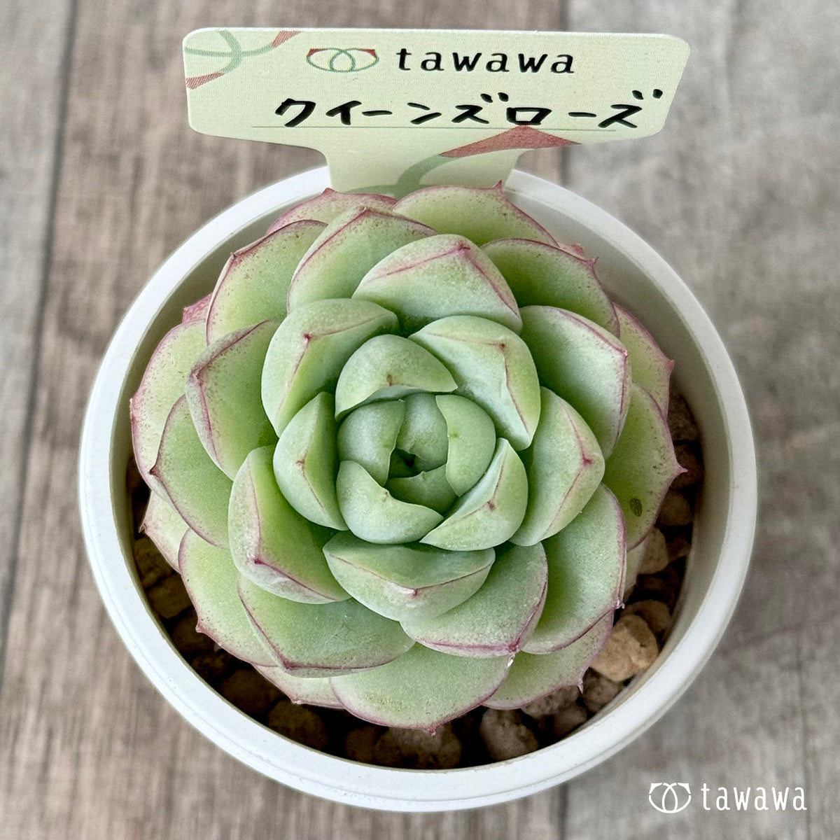 퀸즈 로즈