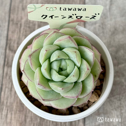 퀸즈 로즈