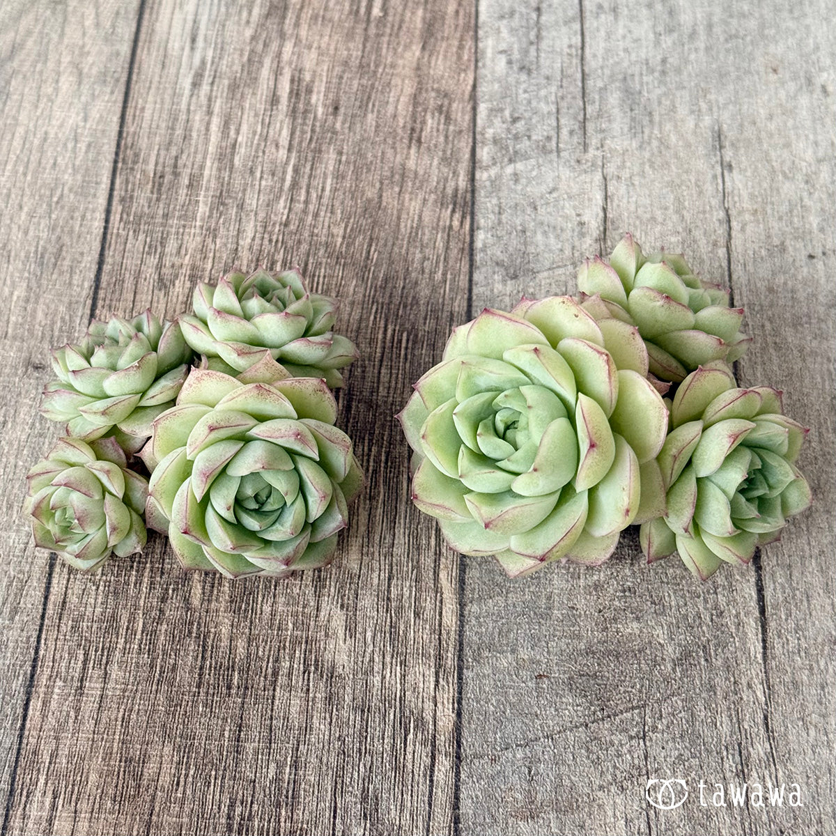 New Arrivals: Ice Green