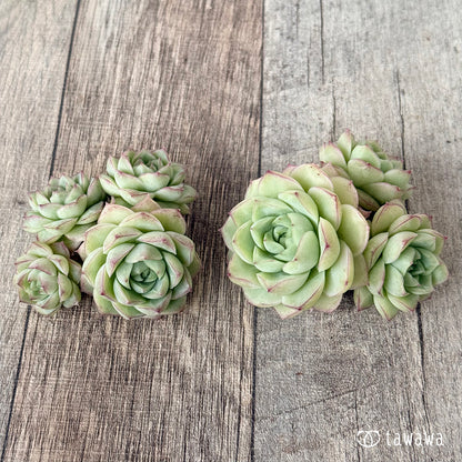 New Arrivals: Ice Green