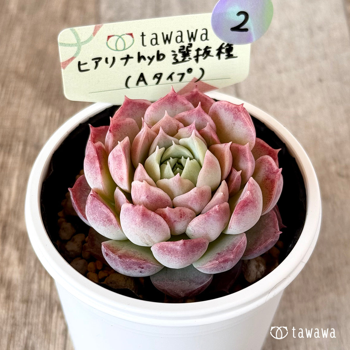 ヒアリナhyb選抜種(Aタイプ)　【tawawaハウス苗】②