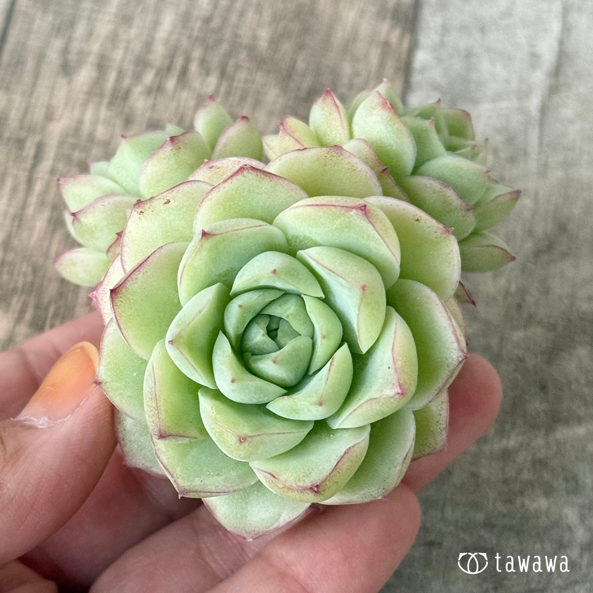 New Arrivals: Ice Green
