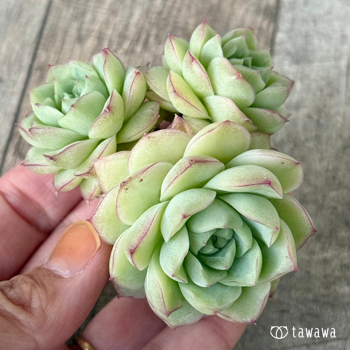 New Arrivals: Ice Green