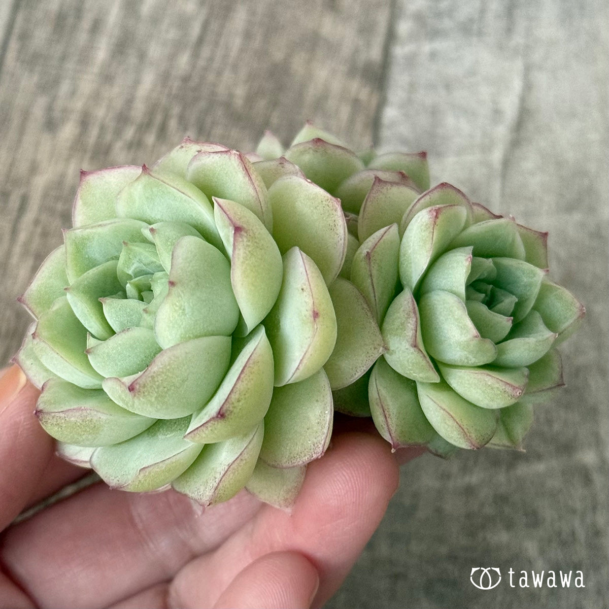 New Arrivals: Ice Green