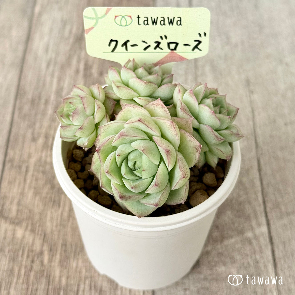 New Arrivals: Ice Green