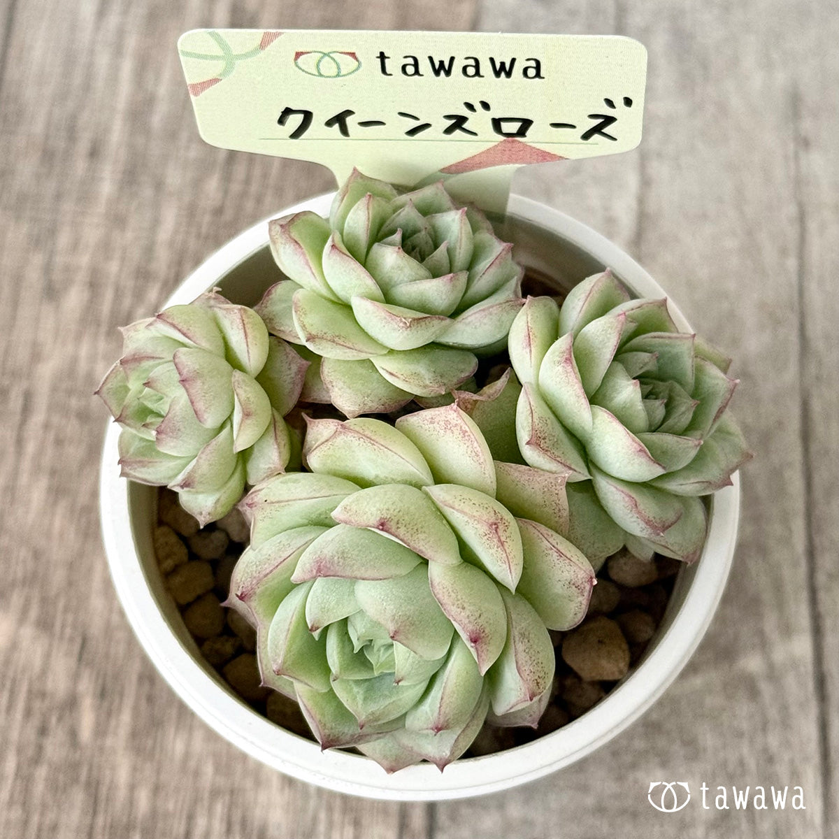 New Arrivals: Ice Green