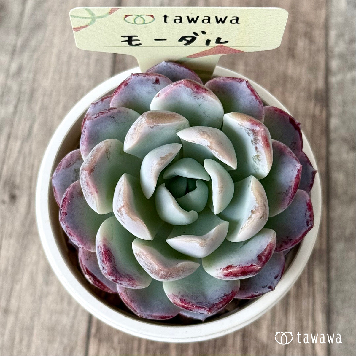 【4/22発売】モーダル
