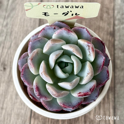 【4/22発売】モーダル