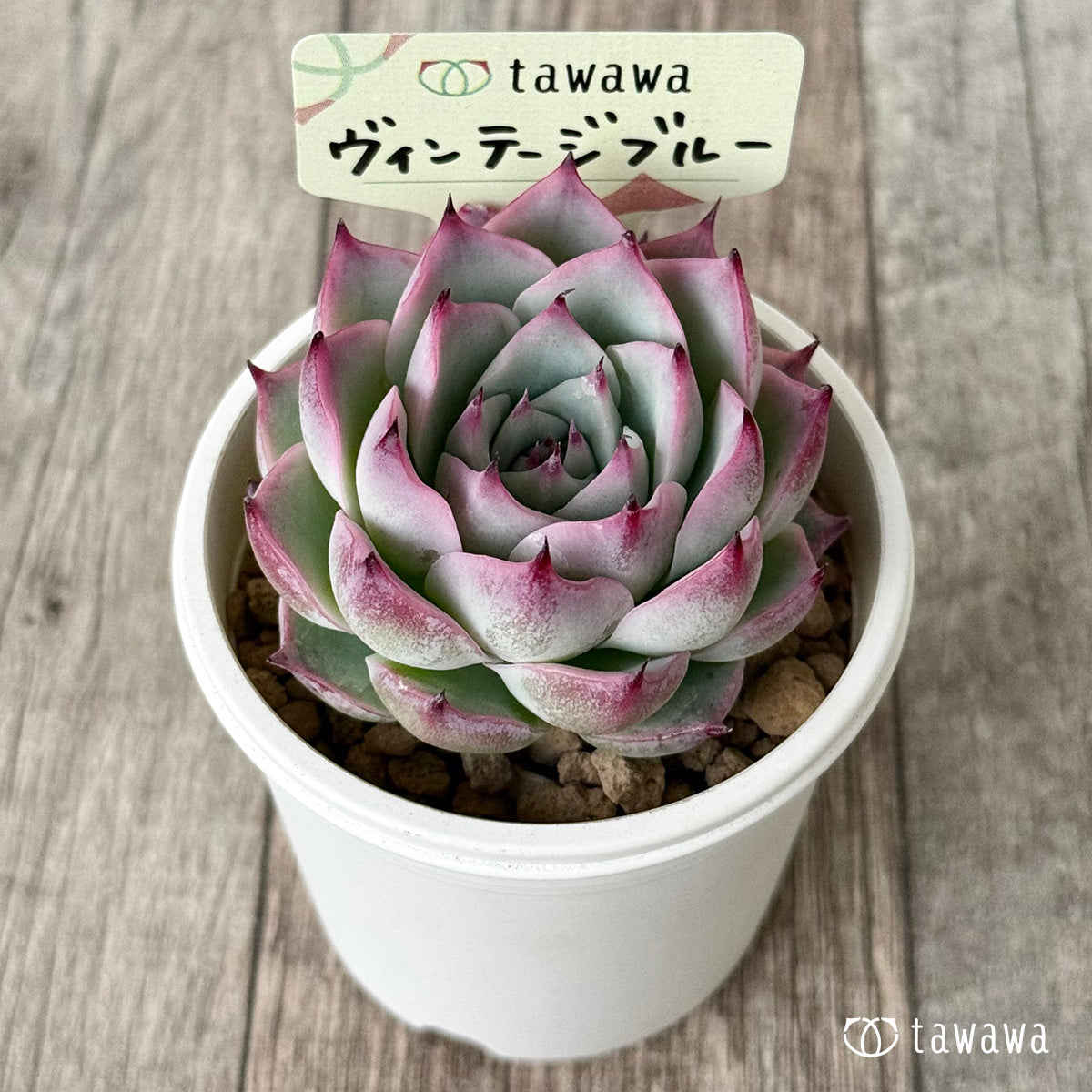 ヴィンテージブルー