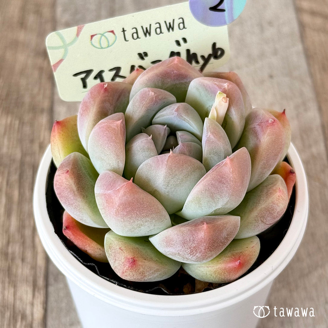 アイスバーグhyb 【tawawaハウス苗】②