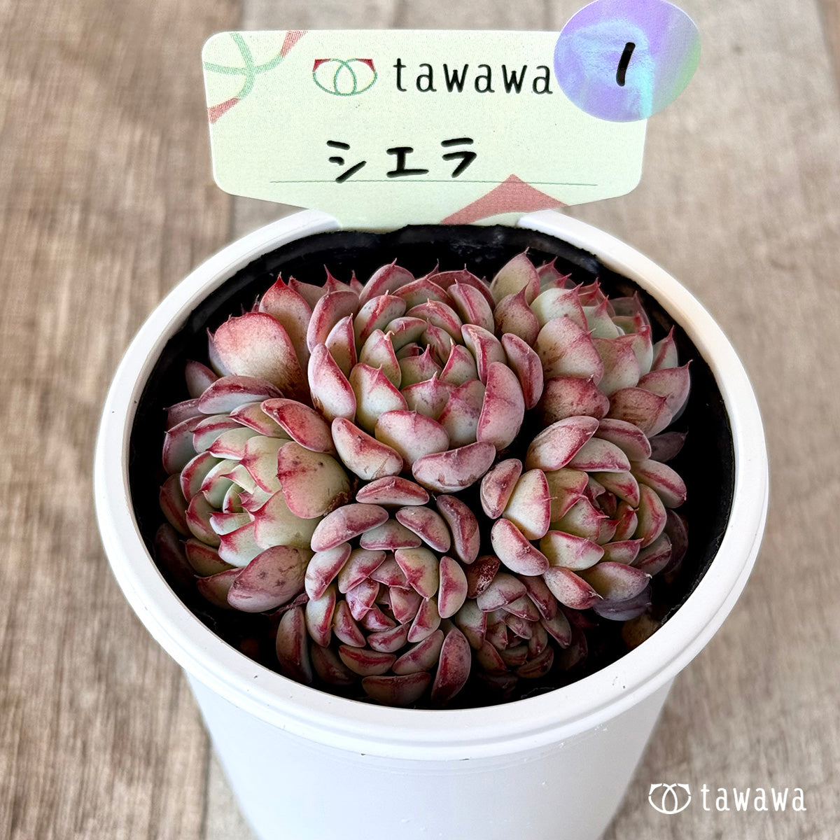 シエラ　【tawawaハウス苗】①