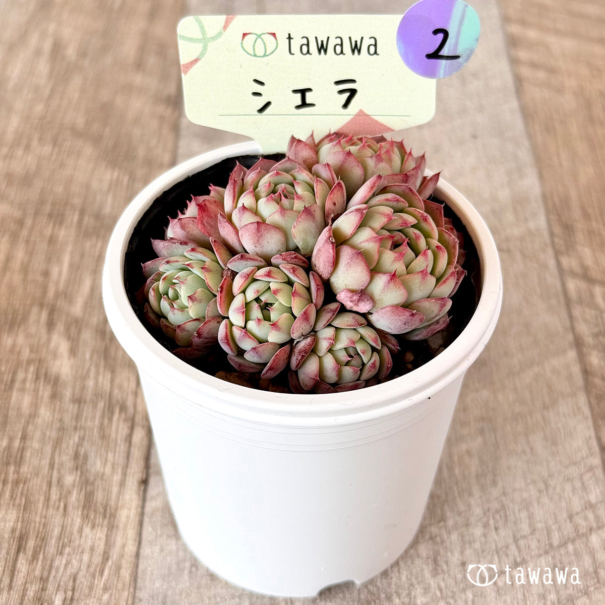 シエラ　【tawawaハウス苗】②