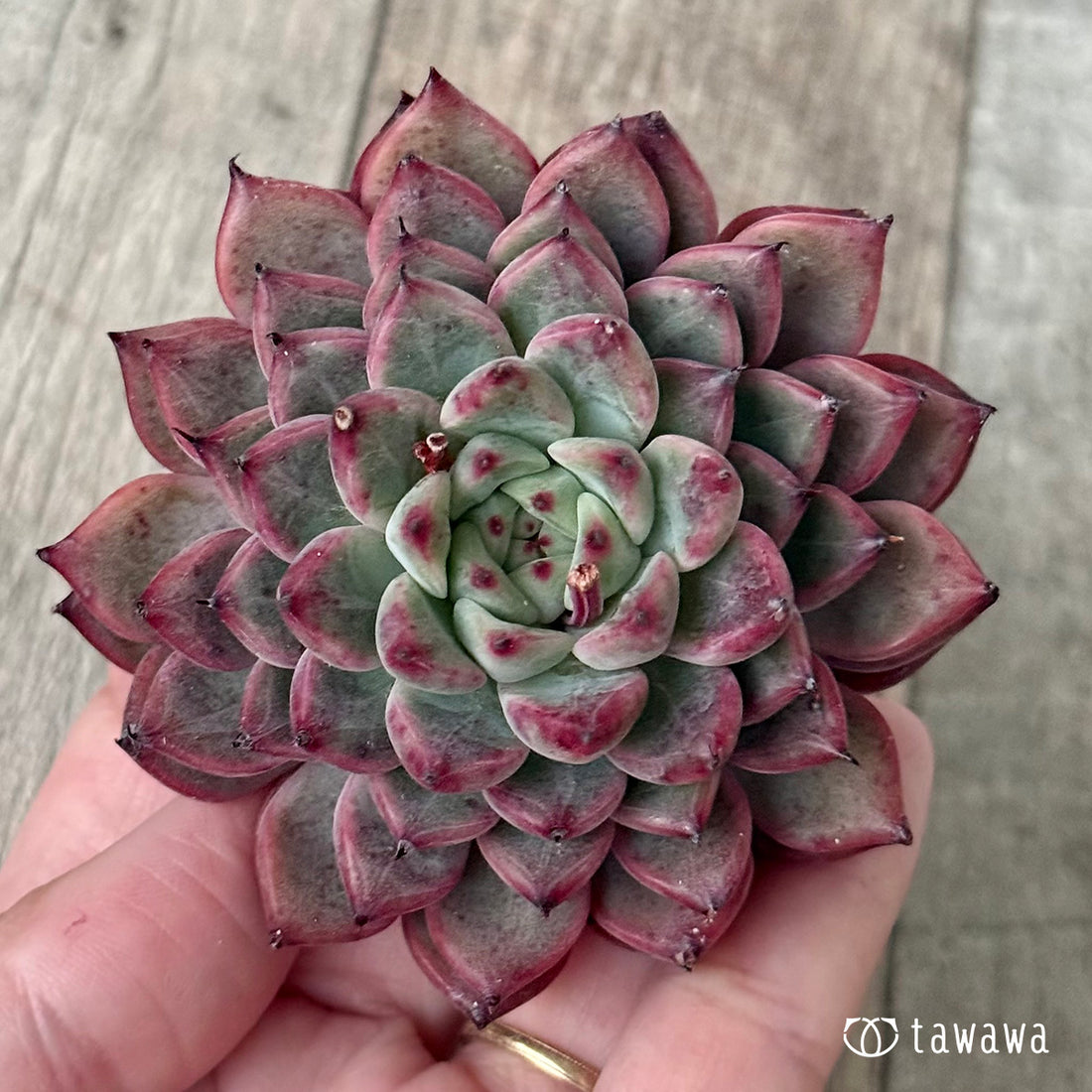 ＊新入荷②＊　オニヒメ