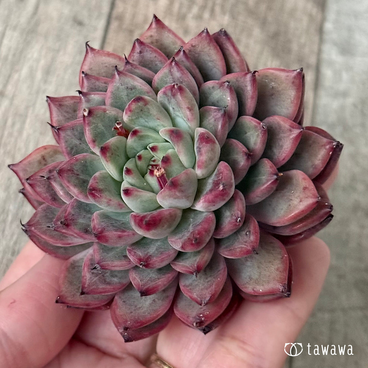 ＊新入荷②＊　オニヒメ