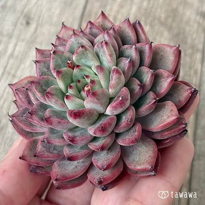 ＊新入荷②＊　オニヒメ