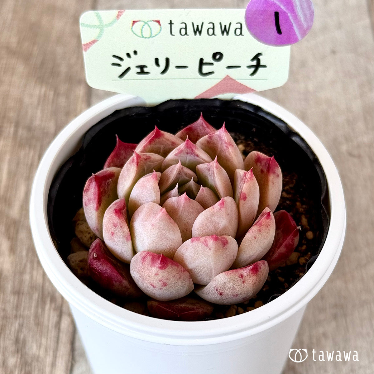 ＊新発売＊　ジェリーピーチ　【tawawaハウス苗】①