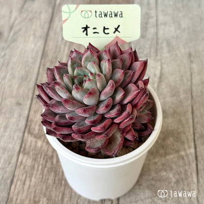 ＊新入荷②＊　オニヒメ