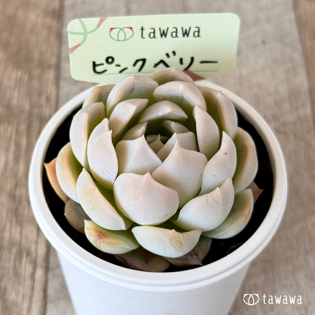 ＊新発売＊　ピンクベリー　【tawawaハウス苗】